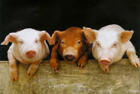 3 petits cochons