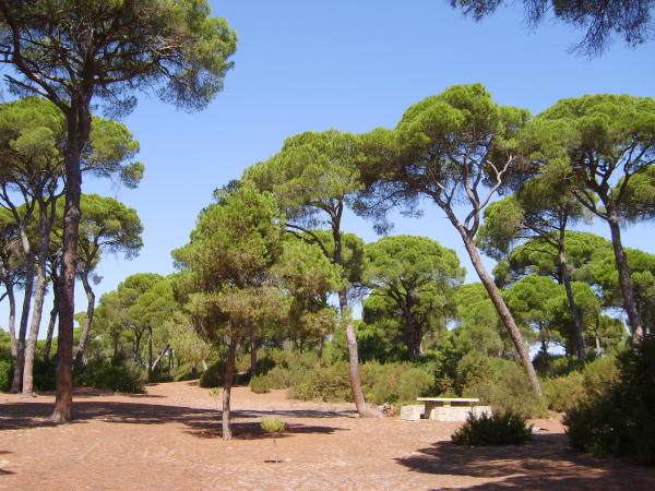 Zona recreativa La Ermita, en La Algaida